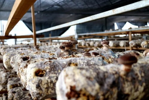 江西多措并舉助銷滯銷農產品，保障農作物種子經營穩(wěn)定