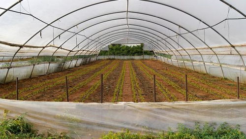 低成本高回報 農作物種子經營，年賺六萬不是夢